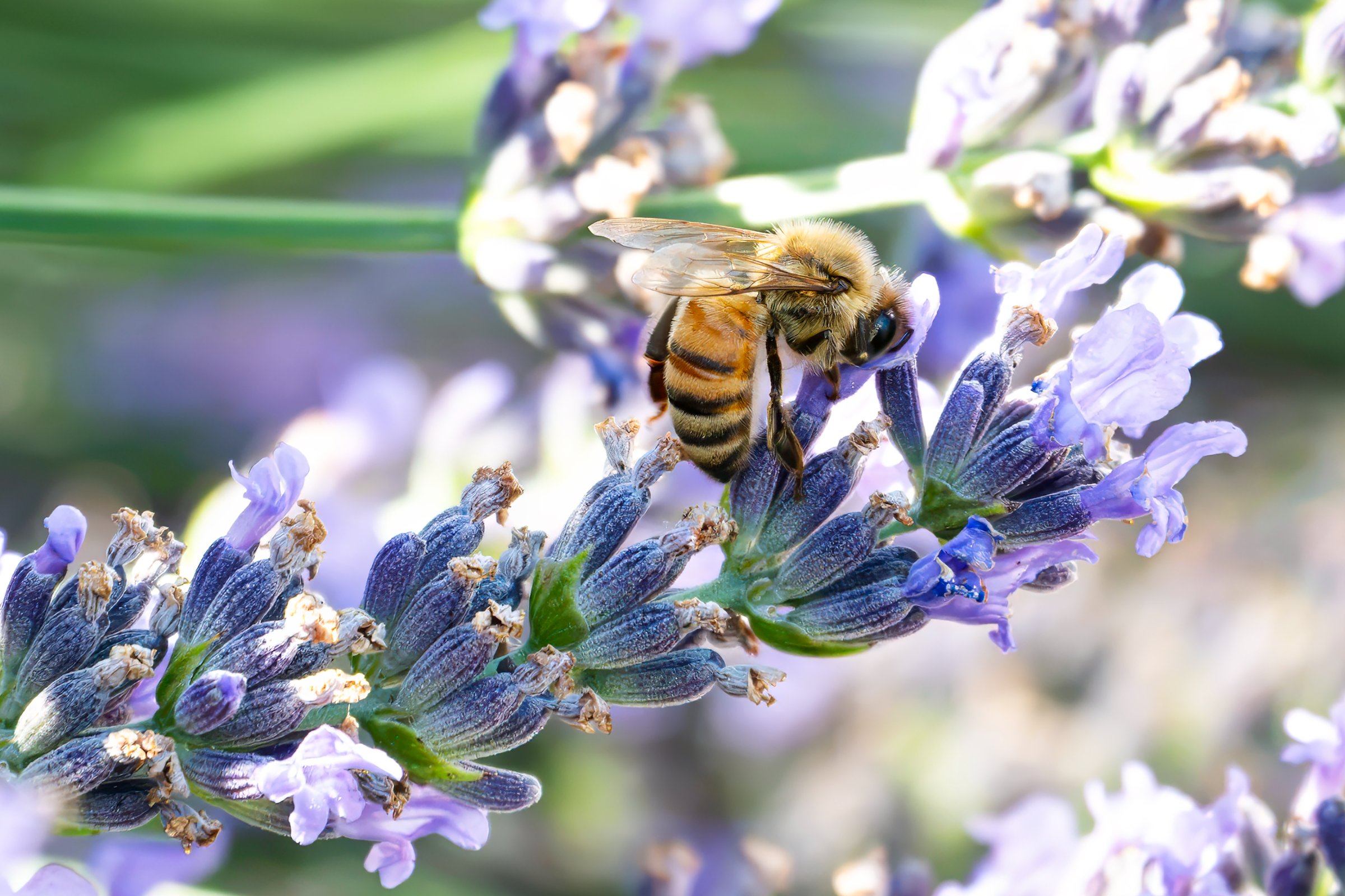 Lavender Feast — Knees sore, but worth the buzz.