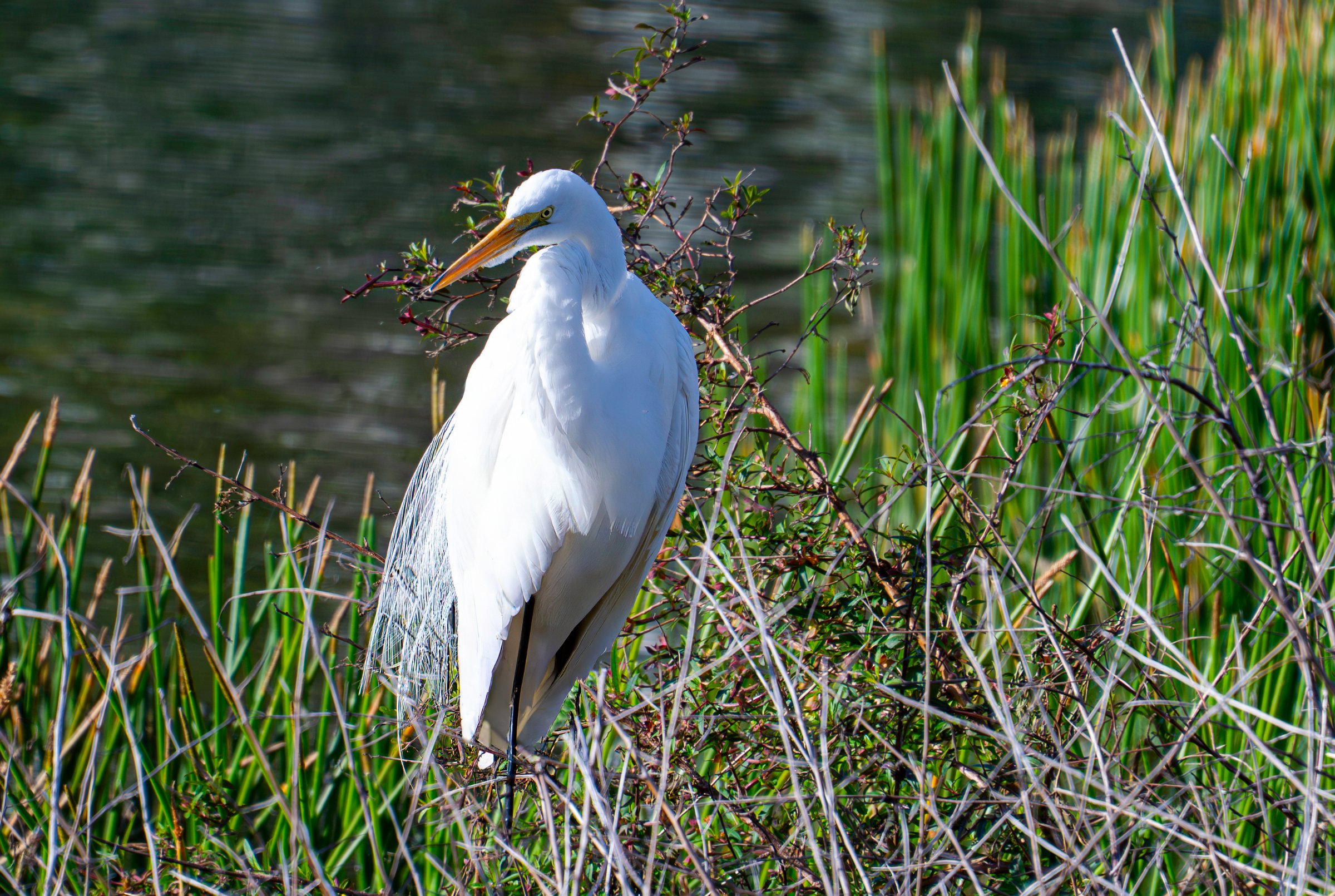 Marsh Sentinel — She sized me up and went back to hunting.