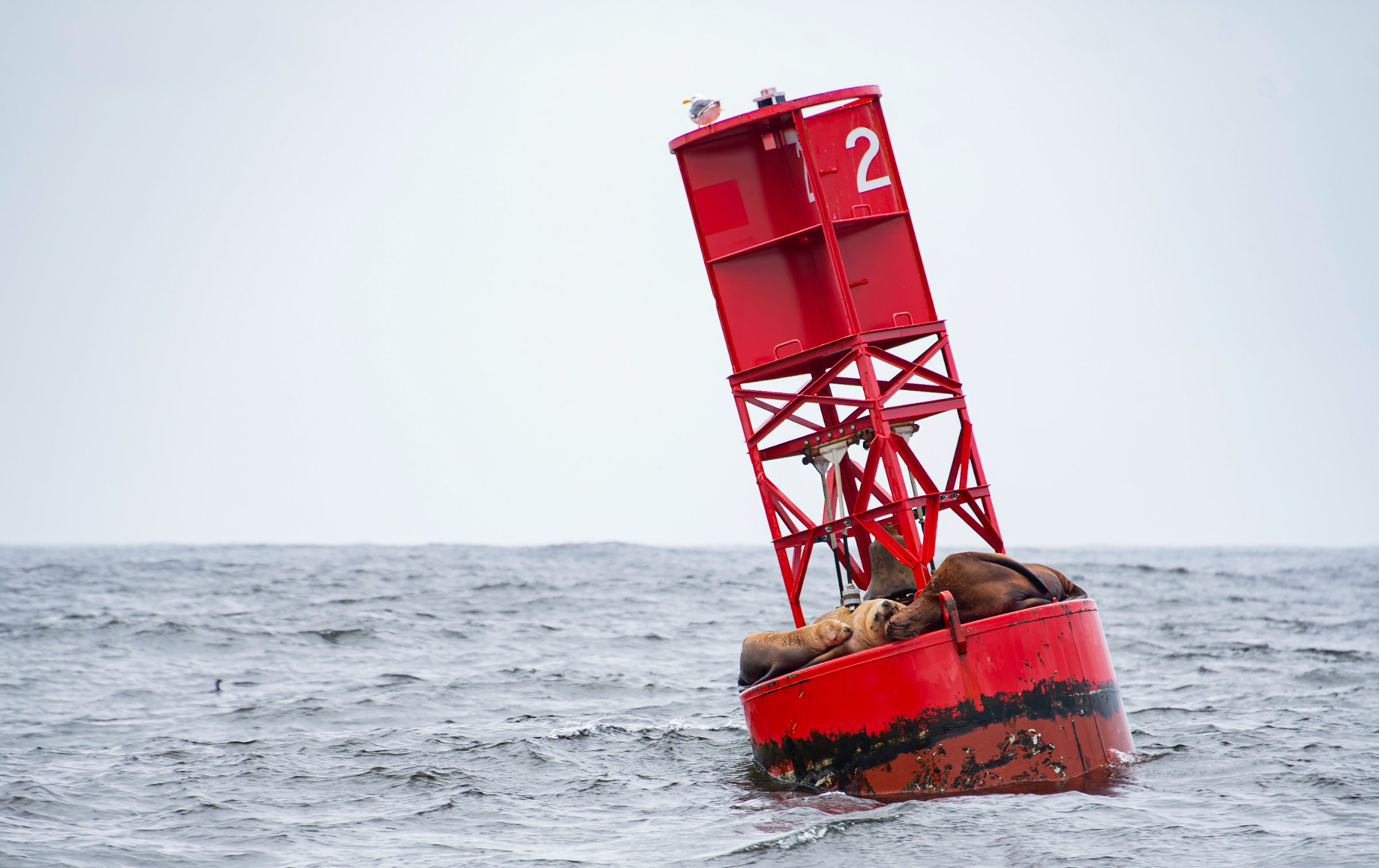 Respite — Sea lions hog the buoy real estate.